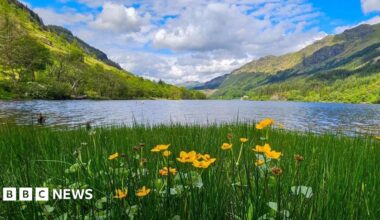 A mountain lake landscape with tall green grass and bright yellow wildflowers in the foreground. The lake reflects the surrounding slopes and the sky is blue with some clouds