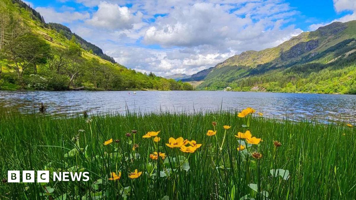 A mountain lake landscape with tall green grass and bright yellow wildflowers in the foreground. The lake reflects the surrounding slopes and the sky is blue with some clouds