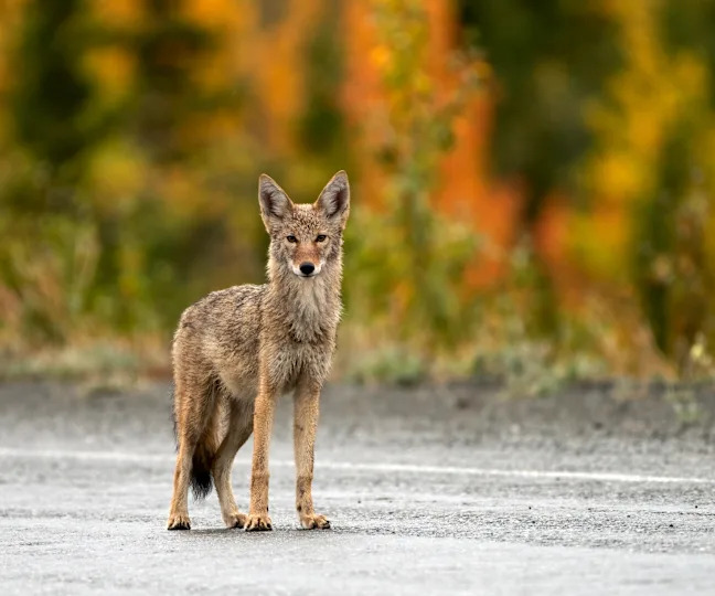 Coyote crossing a highway, Yukon, Canada