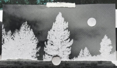 Opinion | The Forests of the American West Are in Danger