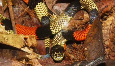 Deadly snakes might be coming to a neighbourhood near you