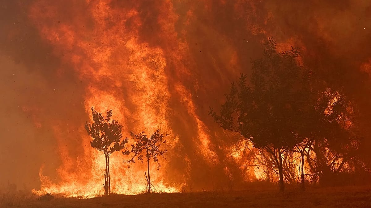 Spain to launch biggest forest fire campaign after record losses last year, Sánchez says