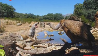 Wildlife webcams: Why fans love the drama of wild animals in their natural habitats
