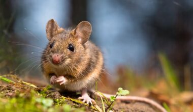What is hantavirus, and how is it transmitted? Questions and answers about the outbreak