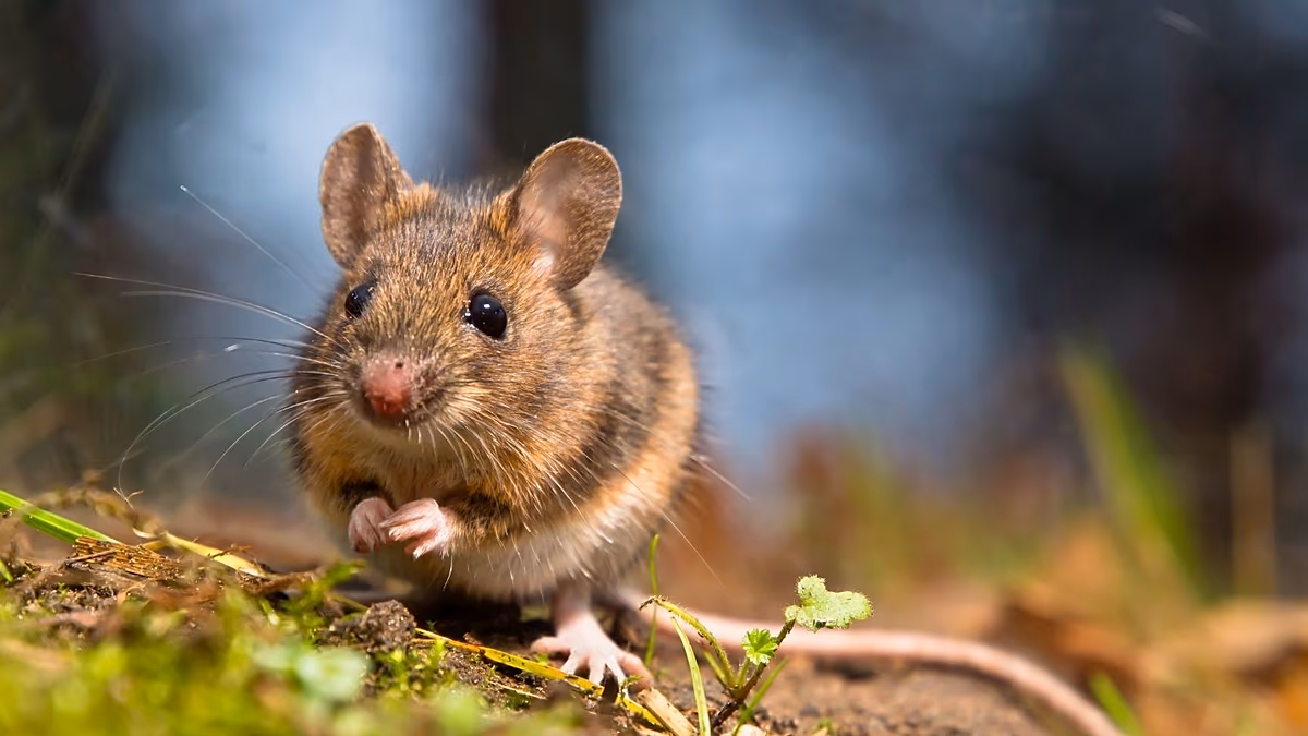 What is hantavirus, and how is it transmitted? Questions and answers about the outbreak