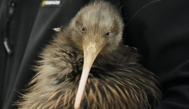 'This animal has given us a sense of identity’: Iconic kiwi birds return to New Zealand's capital