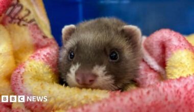 A young polecat swaddled in a pink and yellow blanket