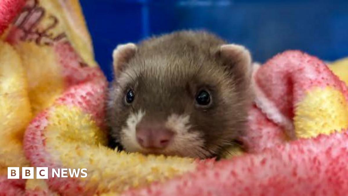 A young polecat swaddled in a pink and yellow blanket