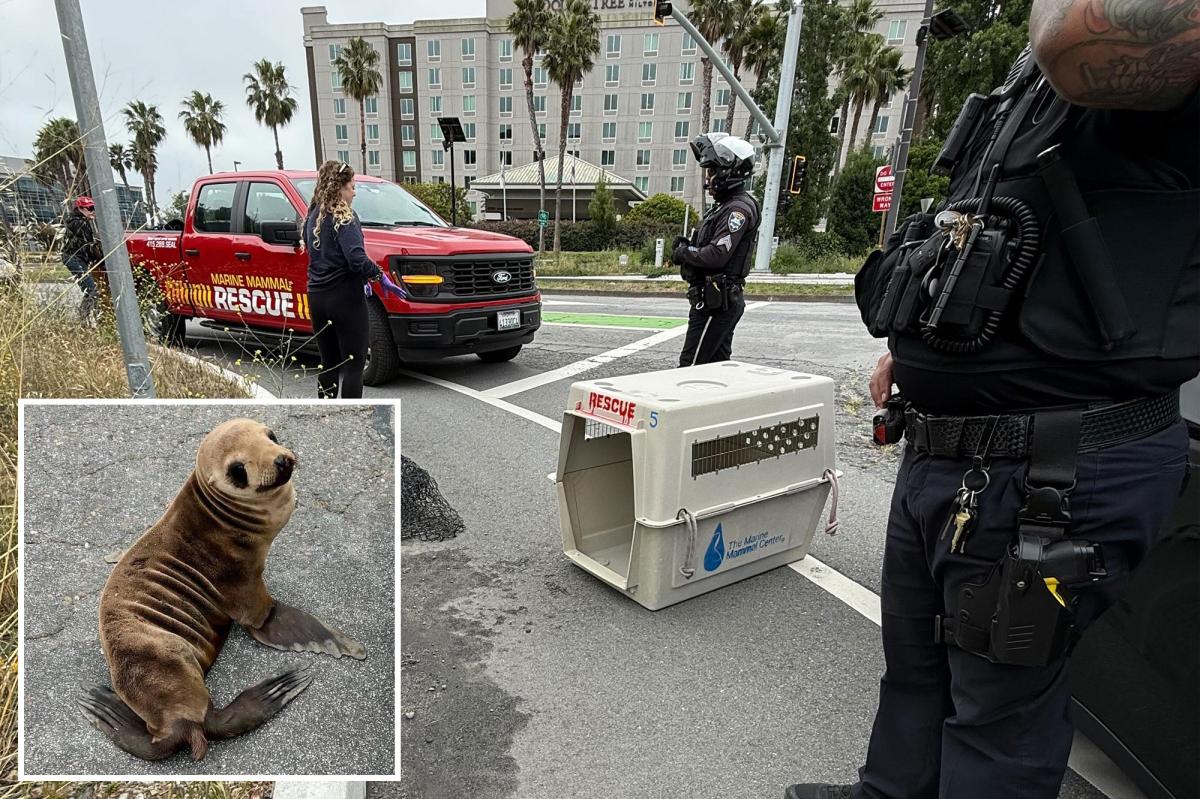 Baby sea lion rescued near 101 by off-duty Bay Area cop