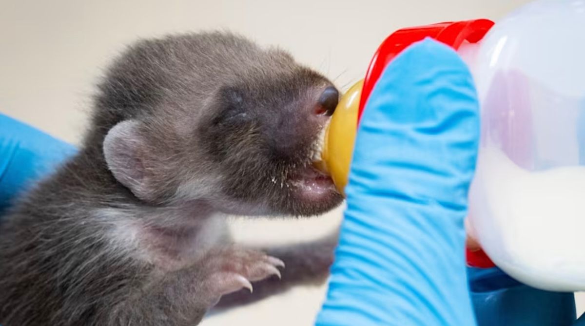 Pine marten drinks from a baby bottle
