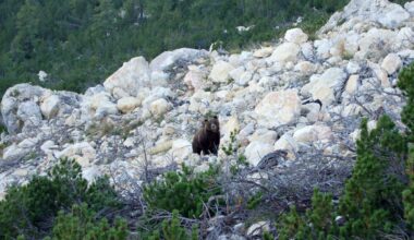 Rare bear sighting in Swiss valley