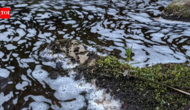 River pollution in Moray leads to fish and bird deaths in environmental disaster
