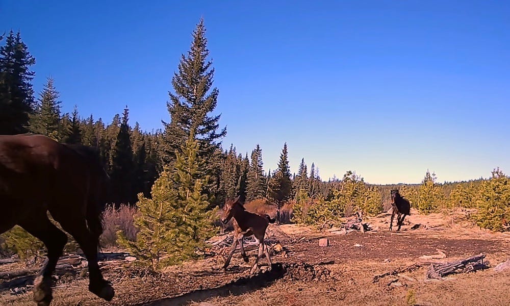 'Stranger danger' for wild horses under potential grizzly bear attack