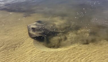 What Stingrays Really Eat Might Surprise You