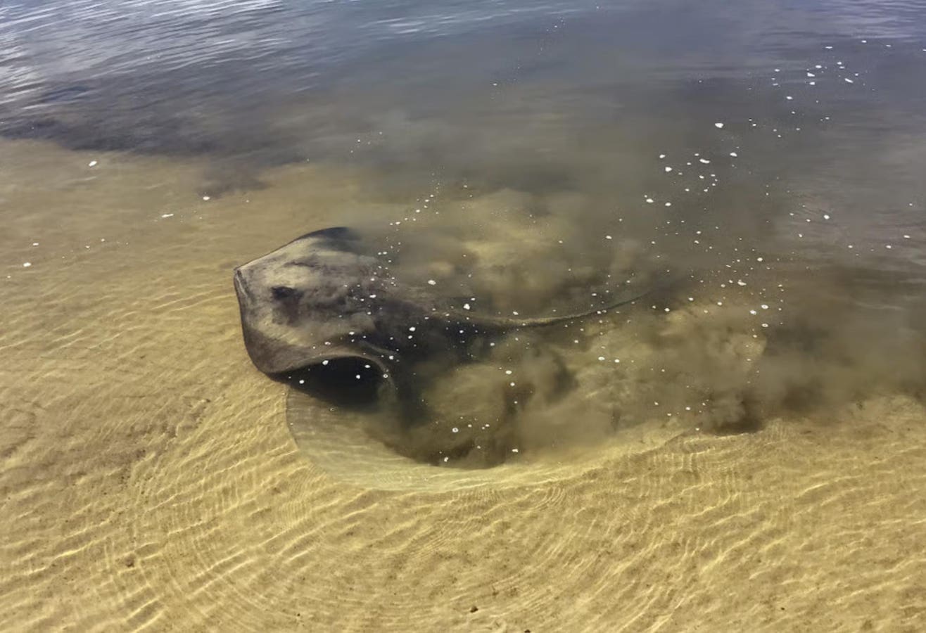 What Stingrays Really Eat Might Surprise You