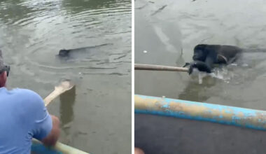 Fisherman Spots Movement In The Water — Then Little Hands Reach Out For Help