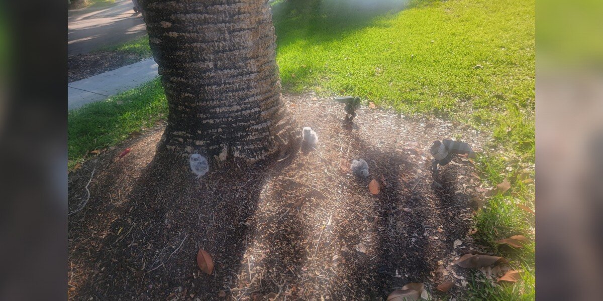 Woman Calls For Help When She Spots 3 Puffballs Under A Palm Tree In Her Yard