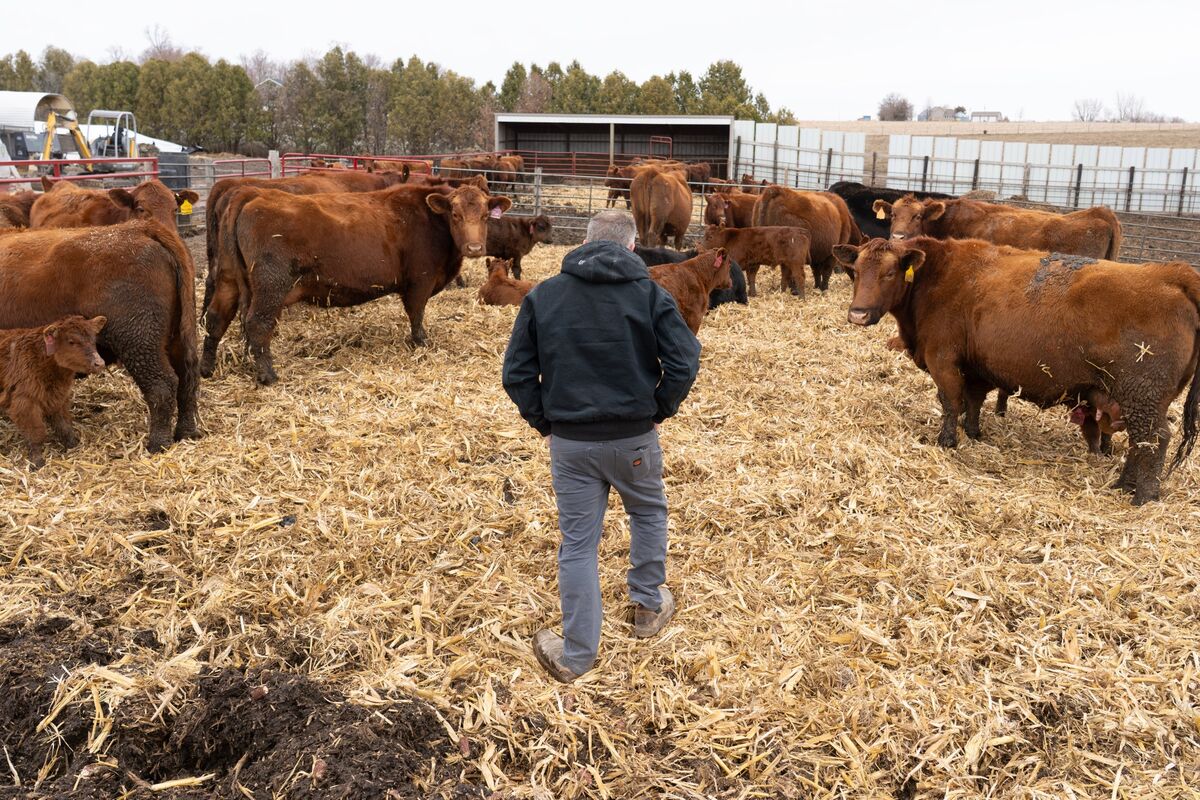 Trump to Sign Orders Monday Aimed at Lowering Beef Prices