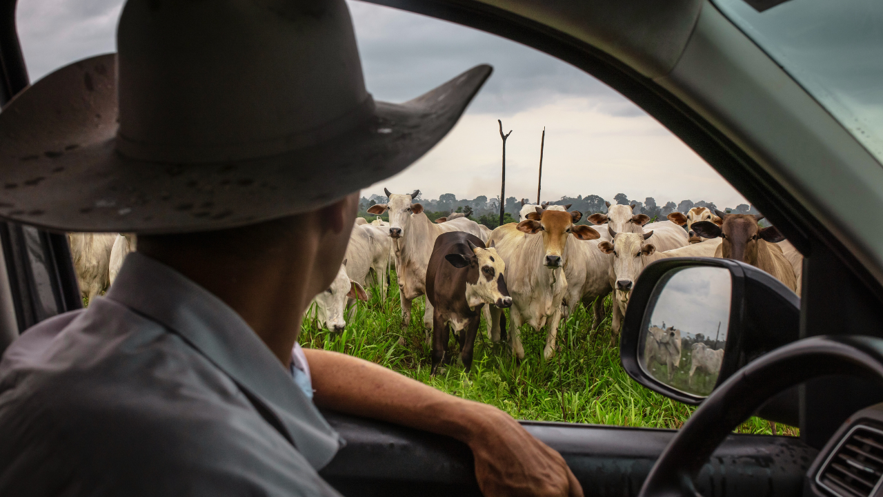 Beef prices won't ease for years, economists warn as herd shrinks