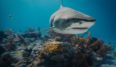 How Titan Triggerfish Are Taking On Tiger Sharks