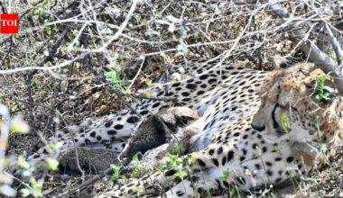 Four cubs born to country’s 1st India-born cheetah found dead in Kuno | Bhopal News