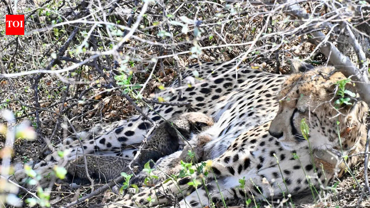 Four cubs born to country’s 1st India-born cheetah found dead in Kuno | Bhopal News