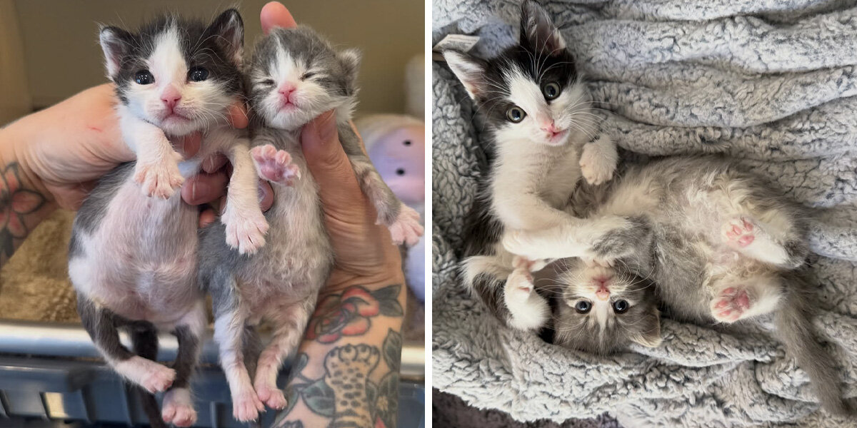 Two Tiny Preemie Kittens Find Each Other Right When They Need It Most