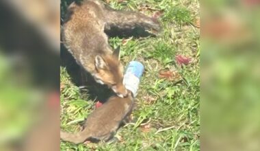 Mama Fox Tries Desperately To Free Her Baby From A Jar — Then Rescuers Rush In