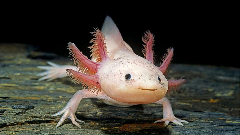 Ambystoma mexicanum f. leucistic (axolotl)