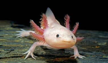 Meet The Axolotl — The Salamander That Can Regrow Its Own Brain