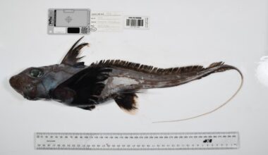 Scientists Discover Over 1,000 New Ocean Species In Landmark Deep Sea Exploration