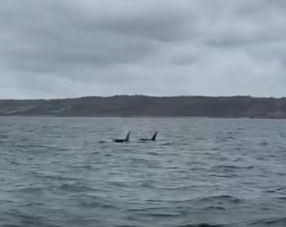 John Coe and Aquarius, the two brothers orca, spotted swimming off Lizard Point in Cornwall on April 1, 2026
