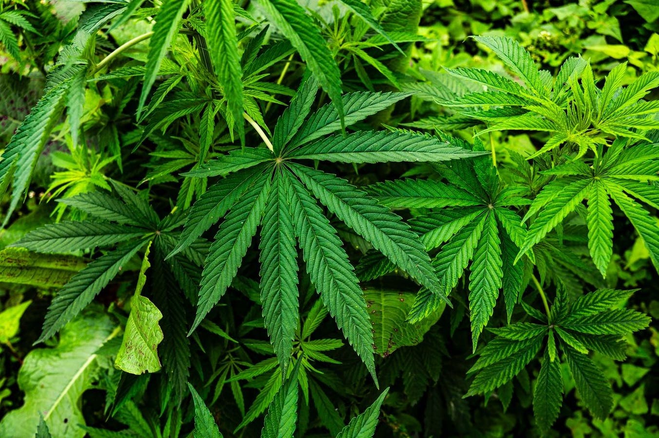 Tackling Plastic Pollution With A Hemp-Based Alternative