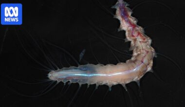 Ocean Census project discovers 1,121 new species of ocean life around the world in one year