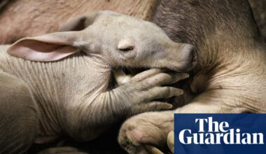 Aardvark calf born at Chester zoo is ‘doing brilliantly’ after bottle-feeding | Cheshire