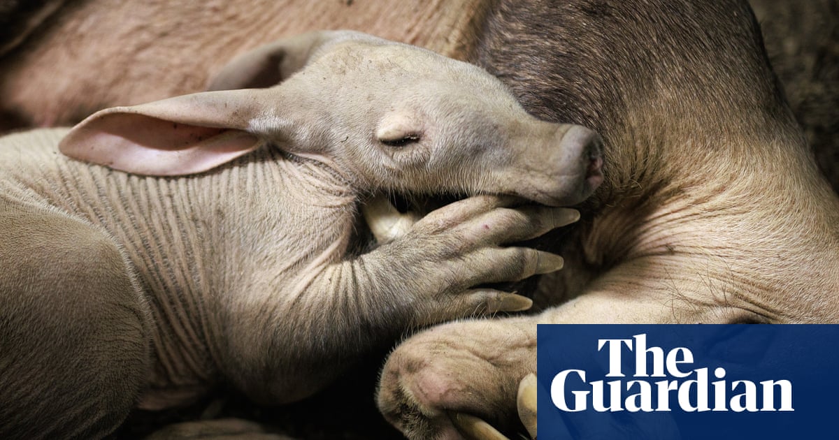 Aardvark calf born at Chester zoo is ‘doing brilliantly’ after bottle-feeding | Cheshire