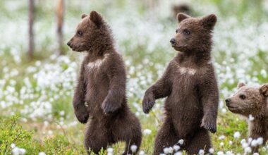 Bear cubs spar on woman's front porch in adorable viral nature video, reactions pour in