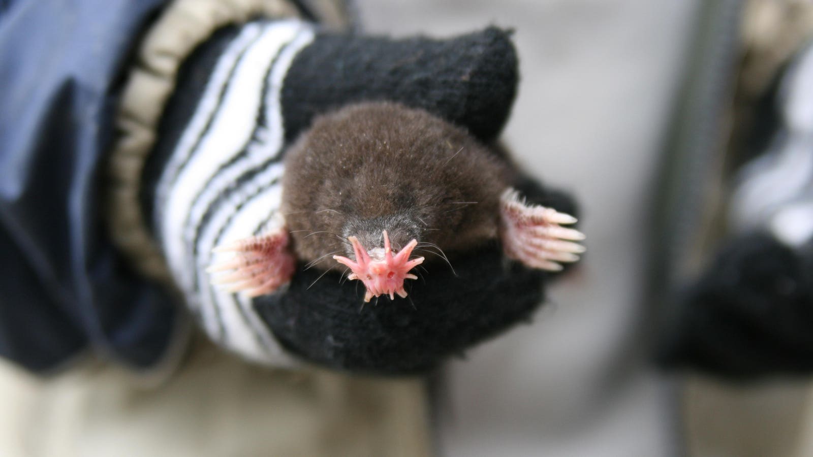 Meet The Star-Nosed Mole — The Fastest Hunter On The Planet