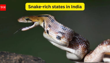 7 snake-rich states in India and what every wildlife traveller should know about them