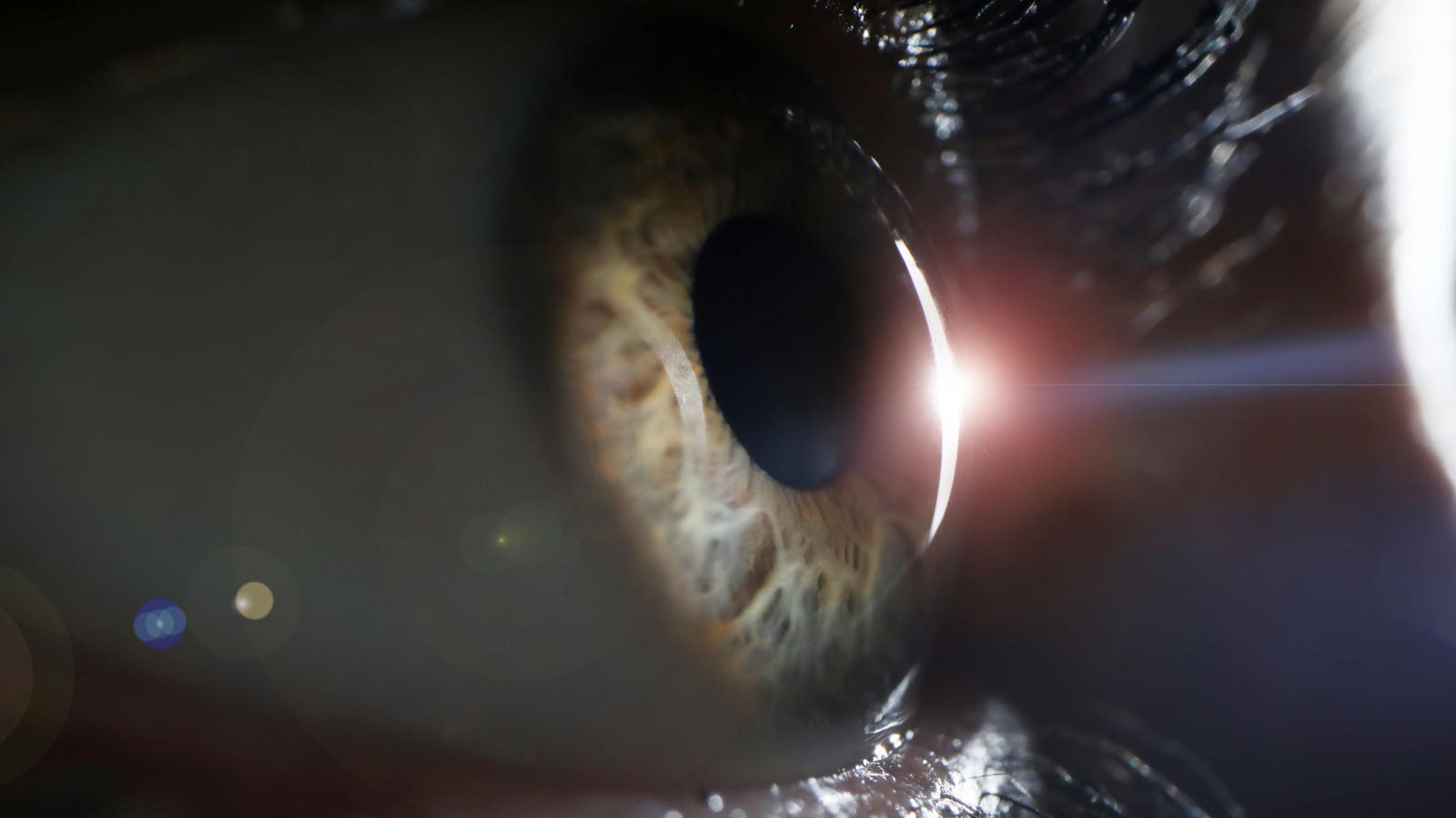 Why Can’t We See Ultraviolet Light? An Evolutionary Biologist Explains