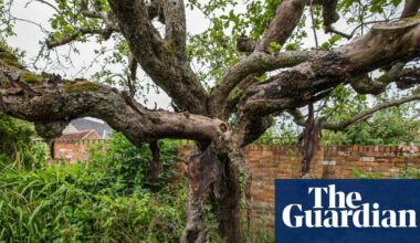 Future of first Bramley apple tree in doubt as cottage where it stands is sold | UK news