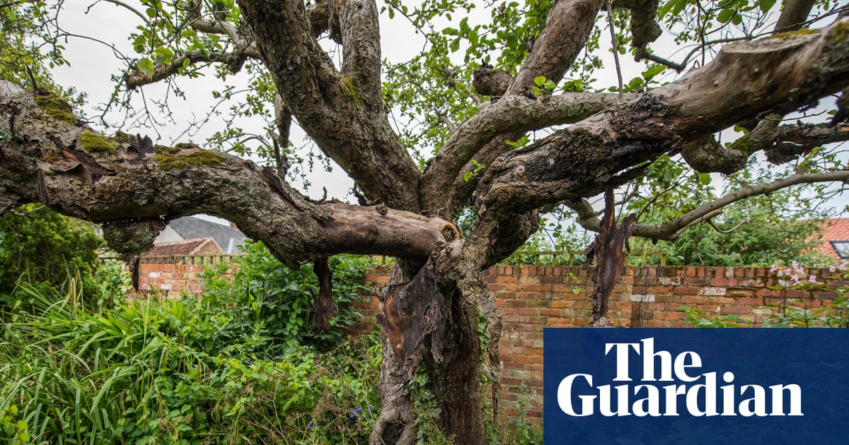 Future of first Bramley apple tree in doubt as cottage where it stands is sold | UK news