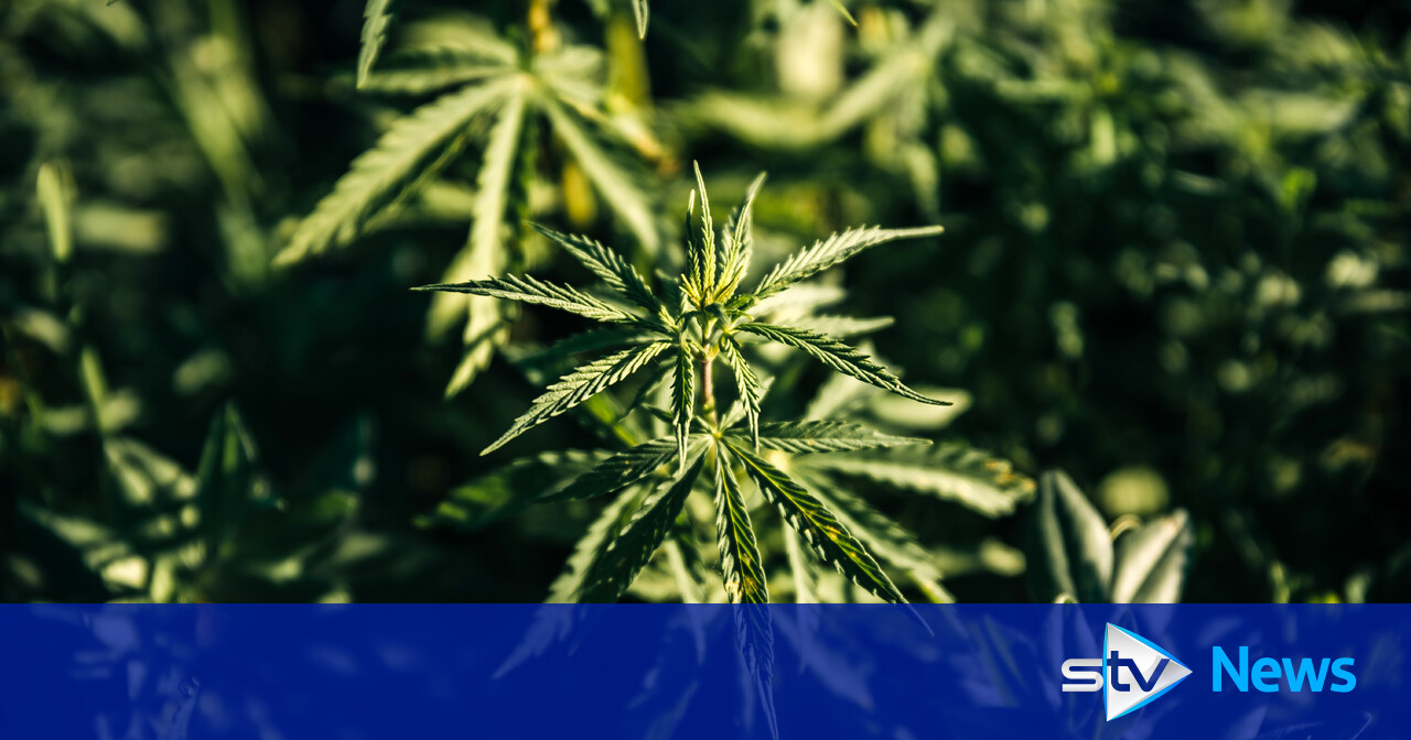 Man charged after cannabis cultivation worth £174,000 discovered in property