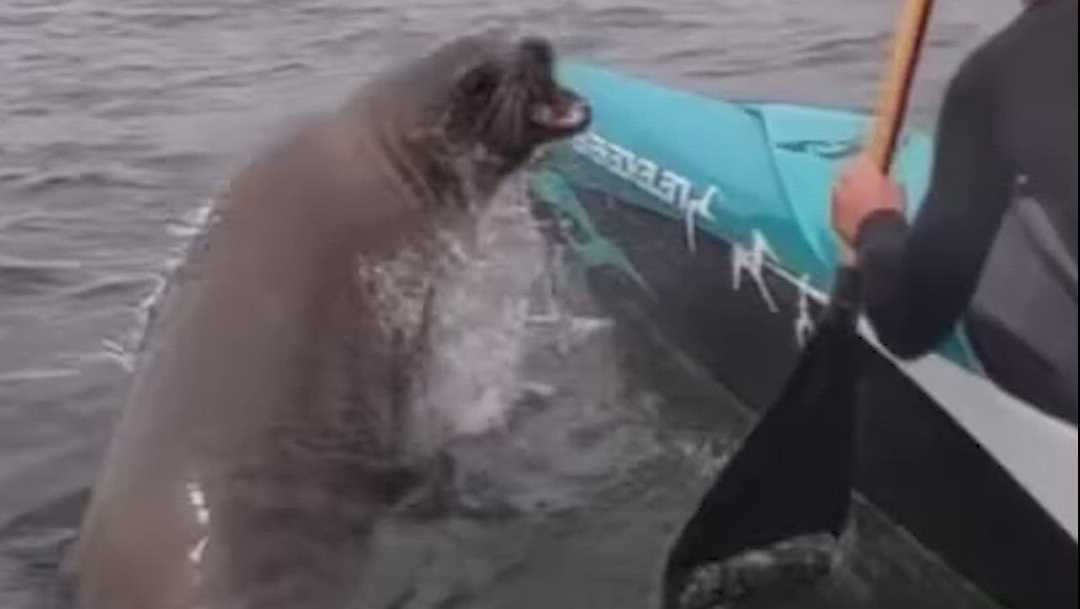 VIDEO: Monterey outrigger race turns wild as sea lion hops aboard crew’s canoe