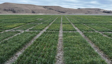 E.P.A. Clears a Weedkiller, Saying It Won’t Push Species to Extinction