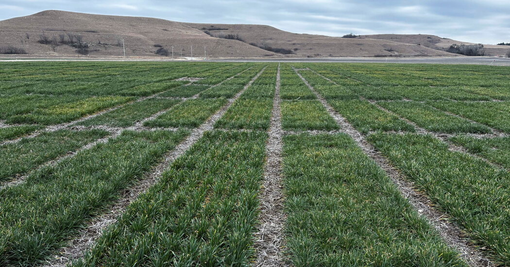 E.P.A. Clears a Weedkiller, Saying It Won’t Push Species to Extinction