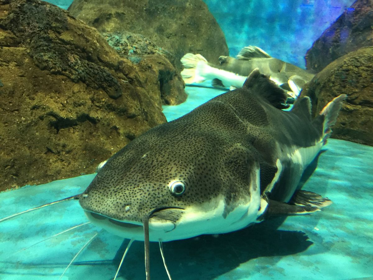 Catfish