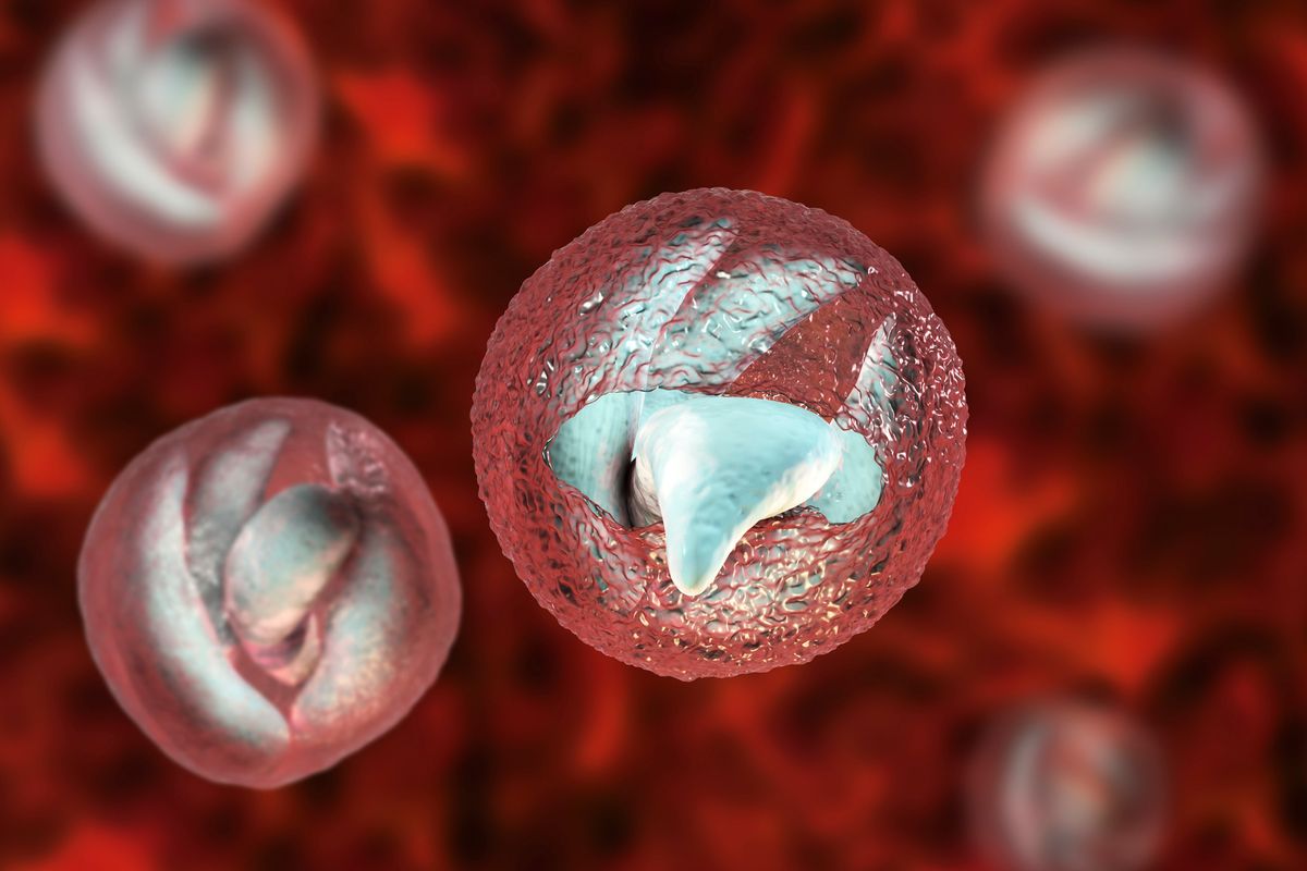 Cryptosporidiosis