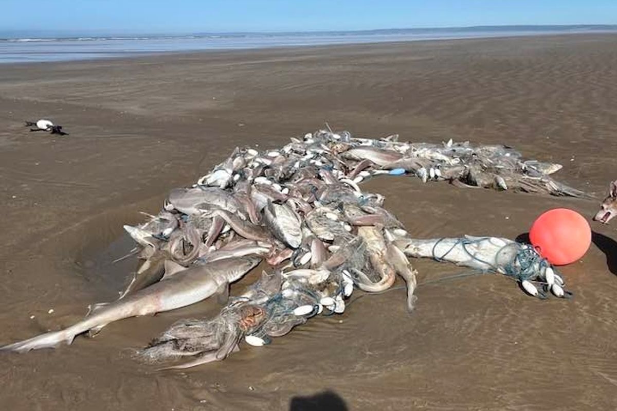 Sharks and fish trapped in net on beach