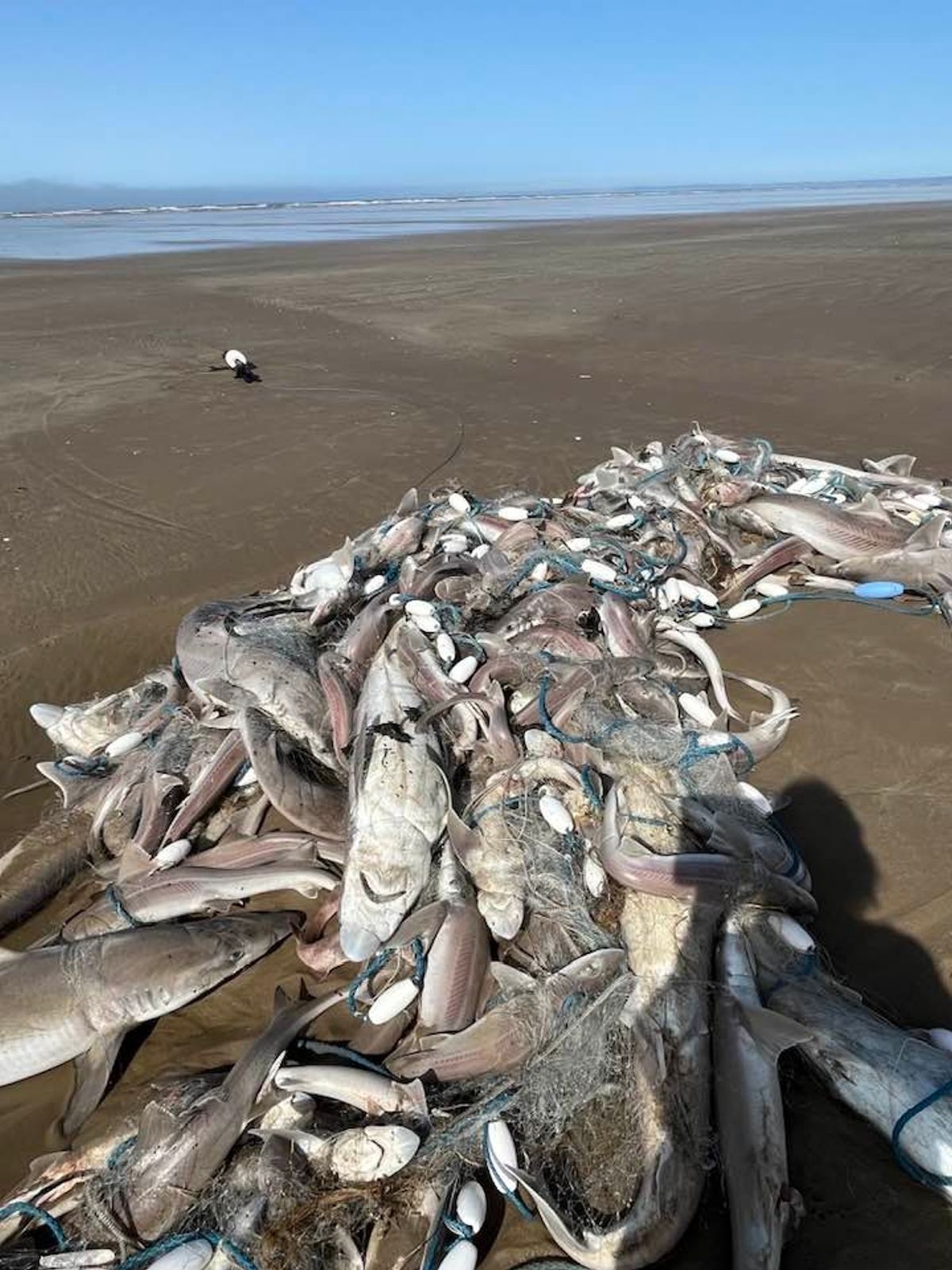 Mountain of fish and sharks trapped in a net wash up on Pembrey beach,